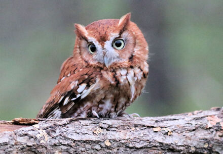 Rufous the owl